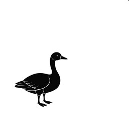 Canada goose  bird   vector illustration