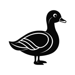 A mallard duck bird  vector illustration