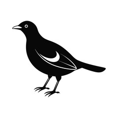 a myna bird  vector illustration