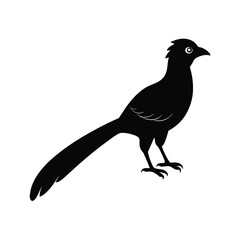 Asian koel  bird  vector illustration