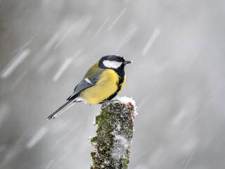   Kohlmeise (Parus major)
