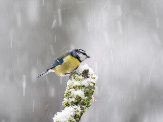 Blaumeise (Cyanistes caeruleu)