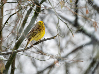 Goldammer (Emberiza citrinella)