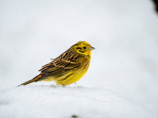 Goldammer (Emberiza citrinella) im Schnee