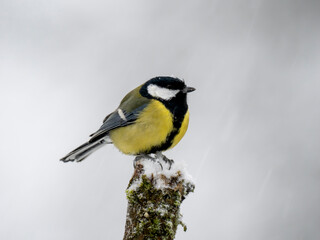   Kohlmeise (Parus major)