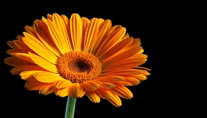 close up of Calendula officinalis flower, black background, copy space