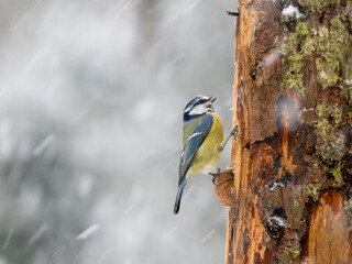 Blaumeise (Cyanistes caeruleu)