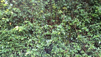 Intensely Green Hedge Wall Texture. Perfect for creating a natural and vibrant backdrop in your design projects. High-resolution image for versatile use.