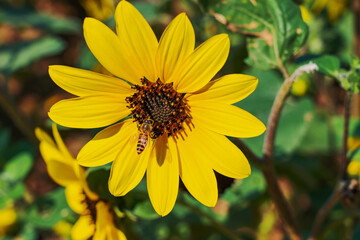A detailed close-up of a beautiful ornamental sunflower on August 15, 2023