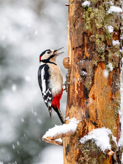 Buntspecht (Dendrocopos major)