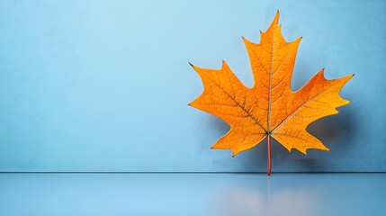 Single Orange Maple Leaf on Blue Background Minimalist Autumn Fall Photography