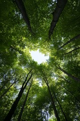 Obraz premium Serene Nature Aesthetic Aerial View of Vibrant Evergreen Canopy - Sustainable Conservation Content for Eco-Branding and Environmental Awareness Campaigns