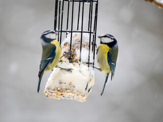 Blaumeise (Cyanistes caeruleu)