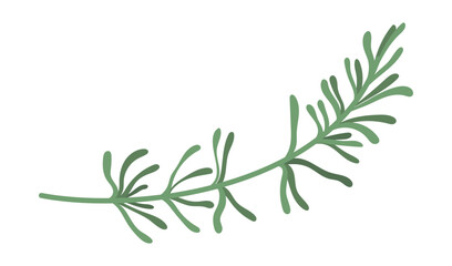 Green fresh branch of rosemary. Hand drawing isolated vector illustration for your culinary design © GORBUSHA