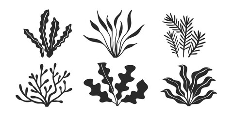 Hand-Drawn Edible Algae Illustration – Collection of Aquatic Plants