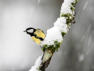   Kohlmeise (Parus major)