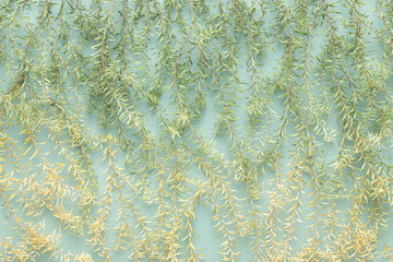 Dried leaves strips lay flat on green background paper. Leaves texture background.