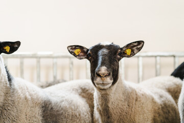 Sheep inside pen in barn on a livestock farm