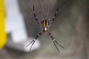 Black Spider with Yellow and White Patterns
