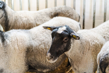 Sheep inside pen in barn on a livestock farm