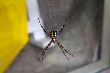 Black Spider with Yellow and White Patterns