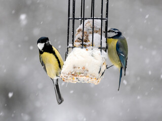 Blaumeise (Cyanistes caeruleu)       Kohlmeise (Parus major)