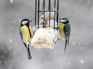 Blaumeise (Cyanistes caeruleu)       Kohlmeise (Parus major)