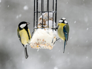 Blaumeise (Cyanistes caeruleu)       Kohlmeise (Parus major)