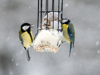Blaumeise (Cyanistes caeruleu)       Kohlmeise (Parus major)