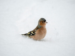 Buchfink (Fringilla coelebs)