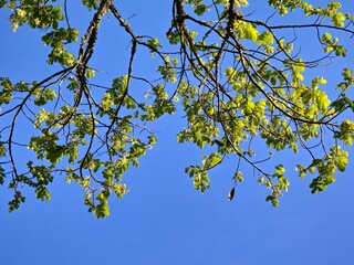 Green branch of tree against blue sky