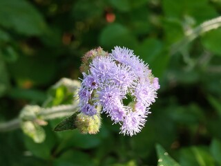 the goat weed flower closed-up