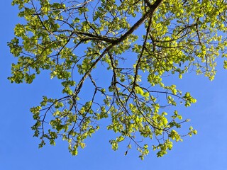 Green branch of tree against blue sky