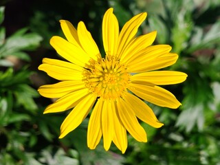 Closed-up yellow daisy in sunlight