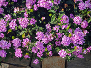  Pink lantana blossoming in sunlight