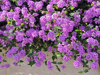  Pink lantana blossoming in sunlight