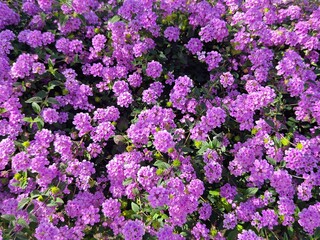  Pink lantana blossoming in sunlight