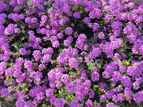  Pink lantana blossoming in sunlight