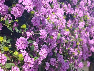  Pink lantana blossoming in sunlight