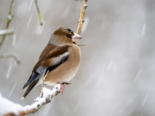Kernbeißer (Coccothraustes coccothraustes)   