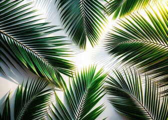 Macro Shadow Silhouette of Date Palm Leaf on White - Summer Vacation Concept