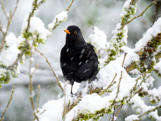 Kernbeißer (Coccothraustes coccothraustes)  Amsel (Turdus merula)