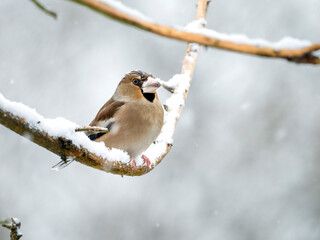 Kernbeißer (Coccothraustes coccothraustes)