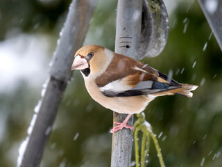 Kernbeißer (Coccothraustes coccothraustes)