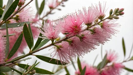 Pink bottlebrush flowers with delicate feathery plumes showcasing their unique texture and color under morning dew, botanical illustration, delicate texture, natural beauty, flower anatomy