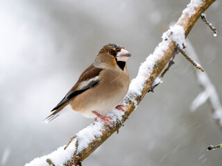 Kernbeißer (Coccothraustes coccothraustes)