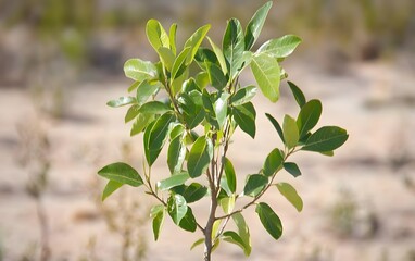 Vibrant Green Sapling Close Up Photography