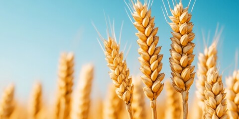 Golden Wheat Fields Sunlit Ears Under Clear Sky - Agricultural Bioengineering Future and Harvest Efficiency, Nature Textures, Innovative Crop Science for Sustainable Farming