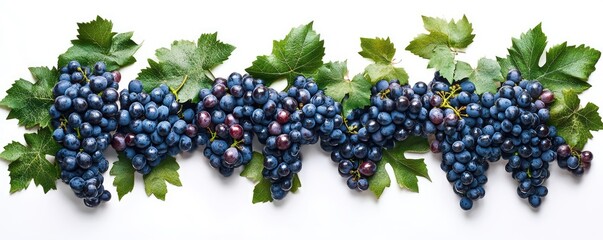 Assorted fresh grapes elegantly arranged on a table.