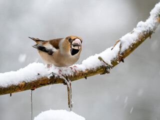 Kernbeißer (Coccothraustes coccothraustes)